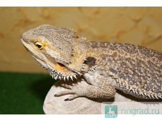     Reptileworld  
