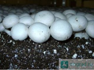 �������� ��� ����������� ������ ����������� � ����� �������� ��������! ������ ��������