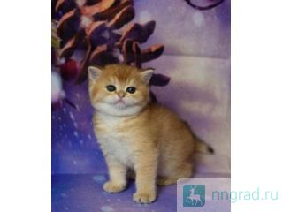 ���������� ������ ������ ������� ��������. ������. ������� ��������