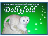  Dollyfold