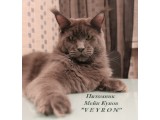 Логотип Veyron - питомник породы Мейн Кунов